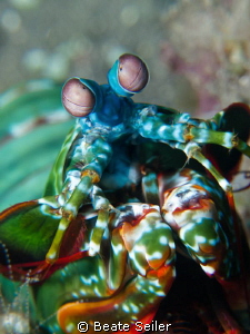 Mantis Shrimp by Beate Seiler 